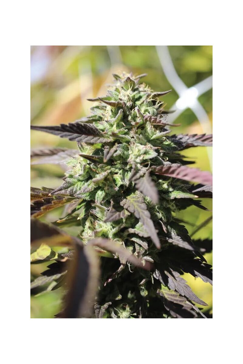 Chunkadelic Auto, Фасовка: 3, изображение 2